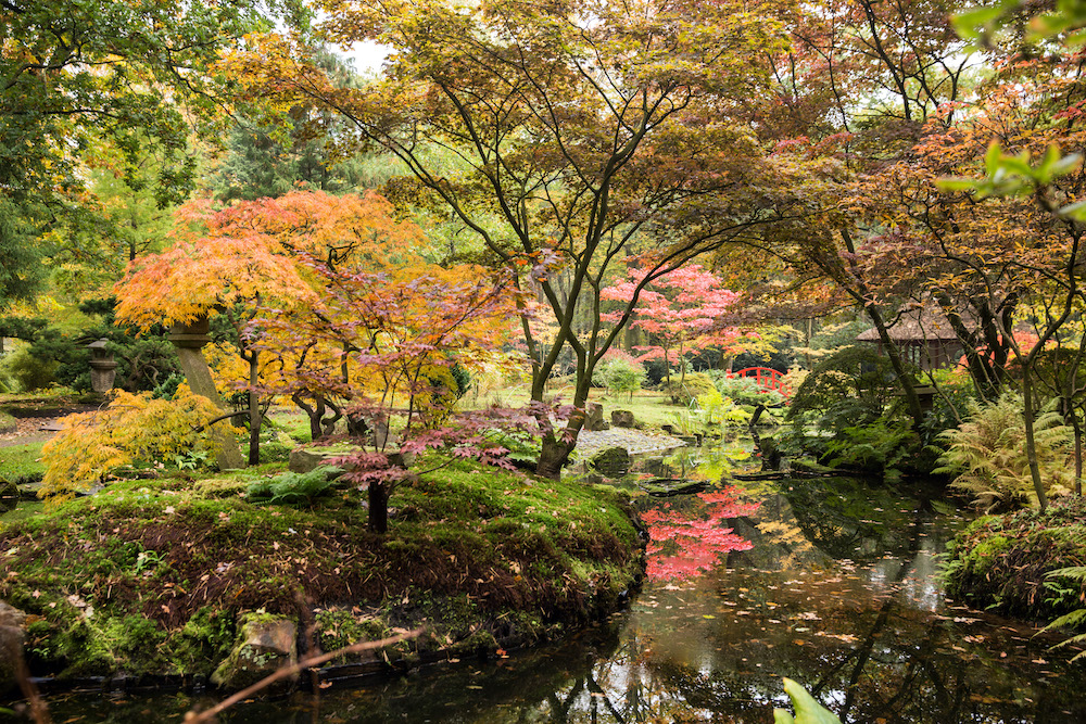 Herfst in de Japanse Tuin: van chirasi tot karikomi