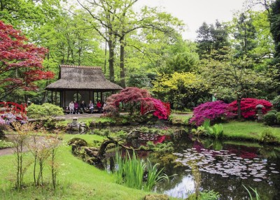 2016-7		Japanse tuin in volle bloei, Clingendael	Ton Dijkman
